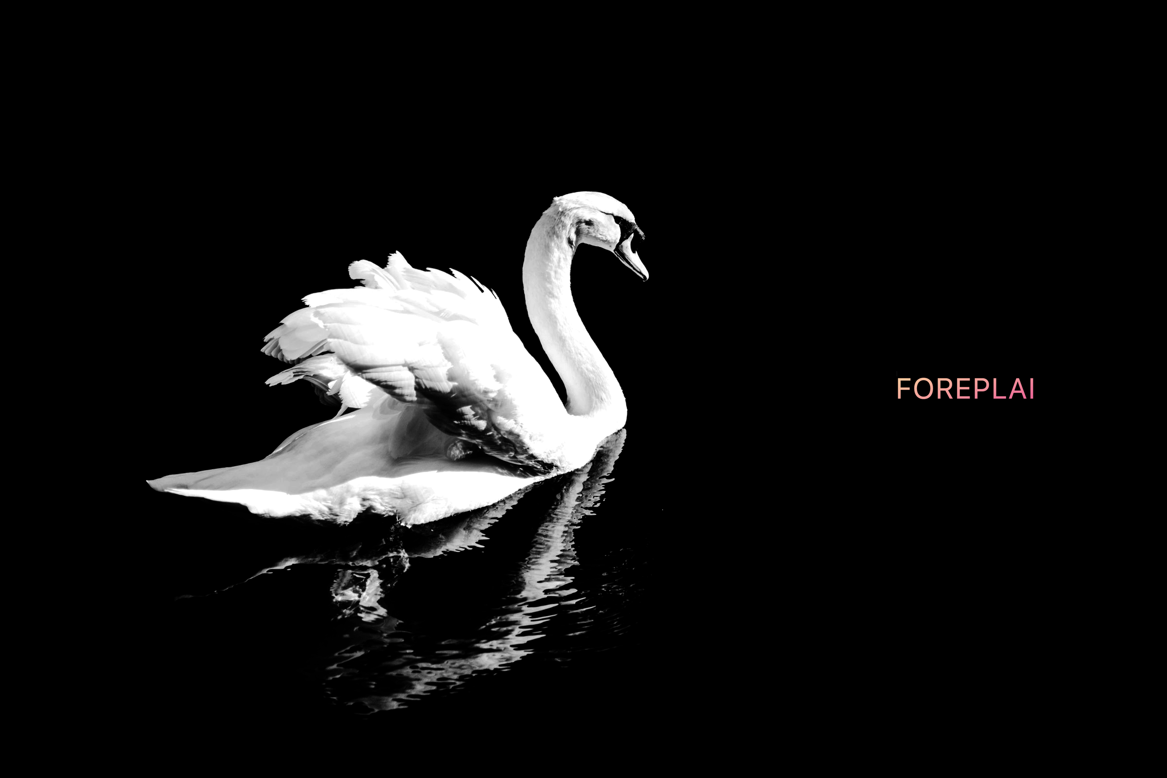 A black swan.