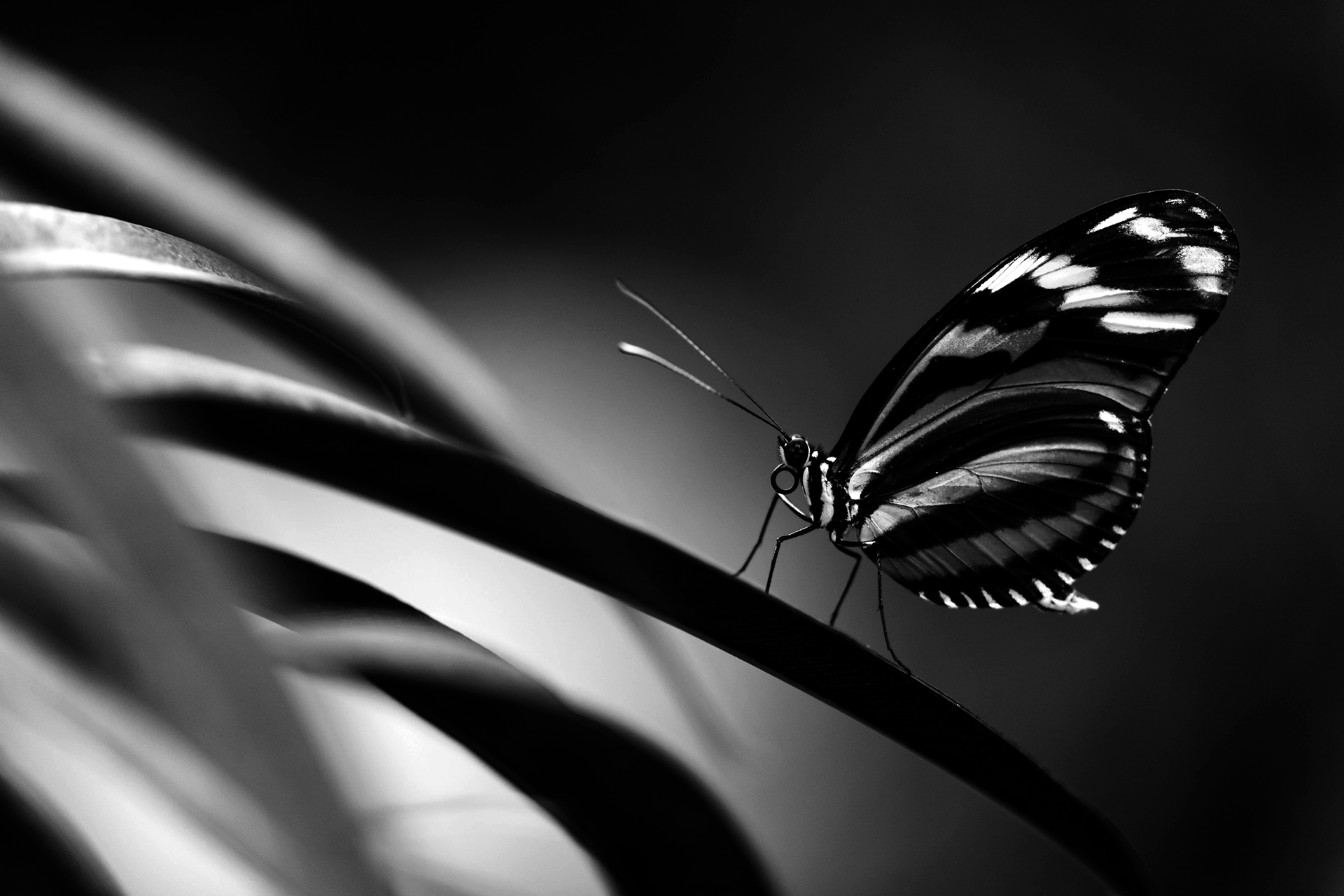 A butterfly in focus