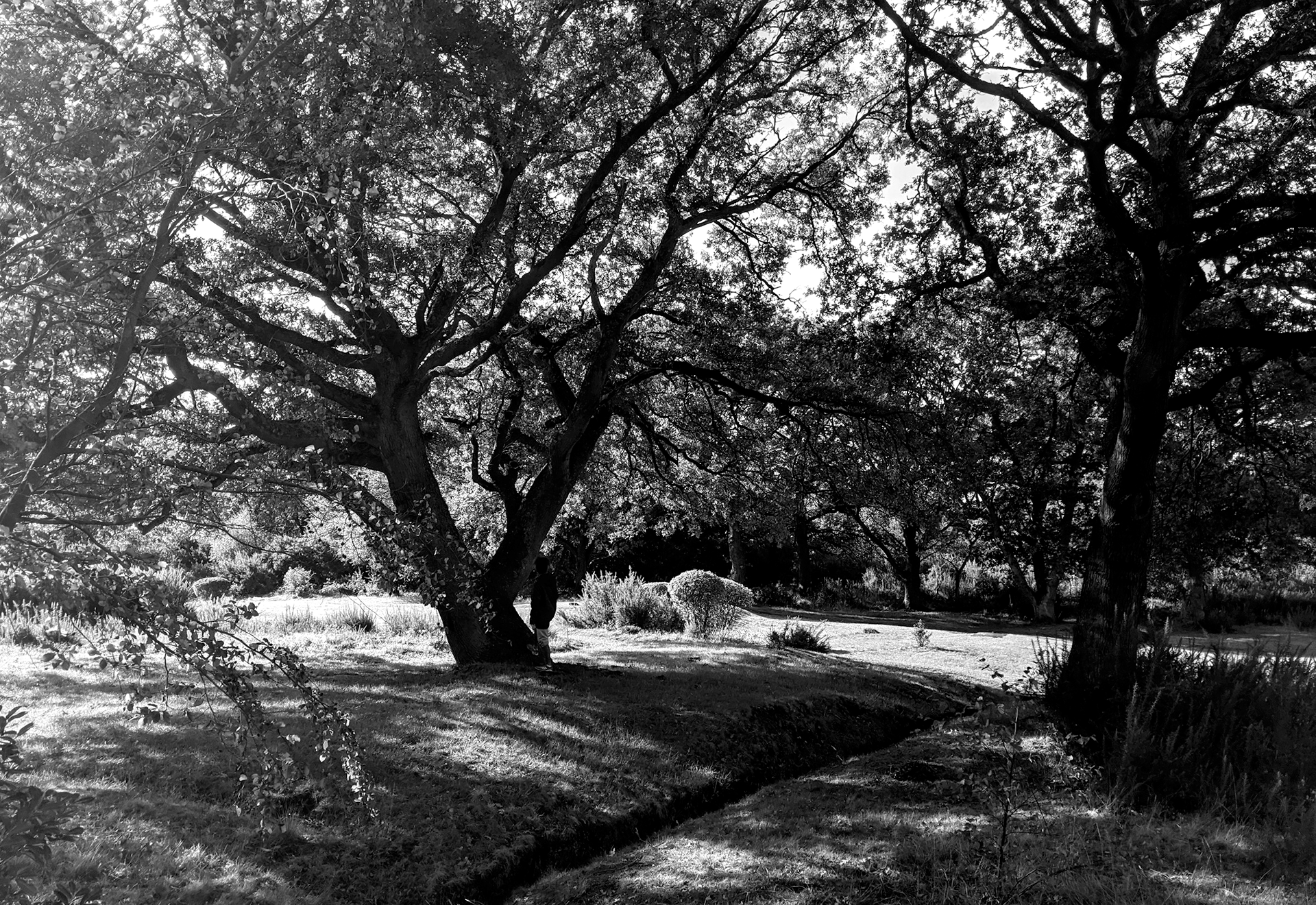 Trees in London